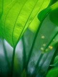 Detail of Tropical Foliage  Thailand