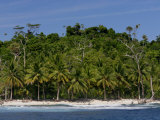 Heavily Palm-Tree Forested Mentawai Islands  Indonesia
