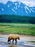 Yearling Brown Bear Cub in Habitat  Hallo Bay  Alaska