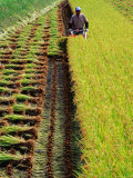 Harvesting Rice  Japan