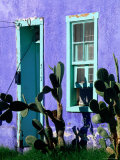 Cacti Outside Adobe House in Historic District  Tucson  Arizona