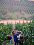 Harvest at Vineyard in Carneros Area  Napa Valley  California