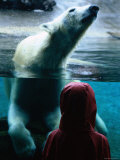 Polar Bear at San Diego Zoo  San Diego  California