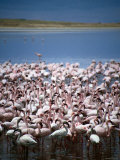 Large Group of Lesser Flamingos on Soda Lake  Ngorongoro Crater  Arusha  Tanzania