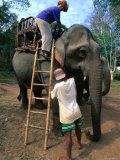 Elephant Ride  Bolaven Plateau  Champasak  Laos