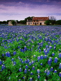 Field of Blubonnets  Marble Hill Area  Texas