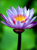 Water Lily  Tahiti  the Society Islands  French Polynesia