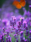 Lavender and Butterflies  Provence-Alpes-Cote d'Azur  France