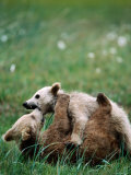 Brown Bear Spring Cubs Playing in Field  Hallo Bay  Alaska