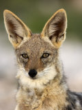 Black-Backed Jackal  Etosha National Park  Kunene  Namibia