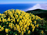 Tree Lupine at Point Reyes National Seashore  Marin County  California