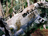 Wreck of Betty Japanese Bomber in Jungle  Rabaul  East New Britain  Papua New Guinea