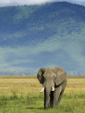 African Elephant  Ngorongoro Crater  Arusha  Tanzania