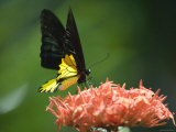 Black and Gold Birdwing at Kuala Lumpur Butterfly Park  Kuala Lumpur  Wilayah Persekutuan  Malaysia