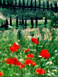 Rows of Cypress Trees with Poppies in Foreground  Castelnuovo Dell'Abate  Tuscany  Italy