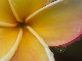 Frangipani Flower and Raindrops  Bangkok  Thailand