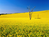 Dead Tree in Field of Flowering Canola  Cootamundra  New South Wales  Australia