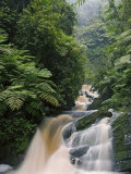 River Running through Montane Rainforest  Nyungwe Forest National Park  Gisenyi  Rwanda