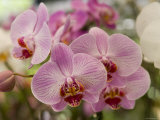 Pink Orchids at Orchid Garden  Kuala Lumpur  Wilayah Persekutuan  Malaysia