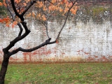 Tree and Wall at Seodaemun Prison  North of River  Seoul  South Korea