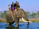 Elephant Carrying Tourists Across Ramgana River  Royal Chitwan National Park  Narayani  Nepal