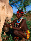 Woman Milking Cow  Hamer Village  Turmi  Southern Nations  Nationalities and Peoples  Ethiopia