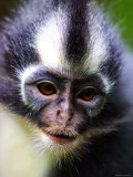 Thomas Leaf Monkey at Gunung Leuser National Park  Indonesia