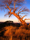 Sunset on Southerm Summit of Nobs  Alpine National Park  Victoria  Australia