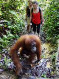 Jackie the Oragutan Leads Tourists to the Feeding Platform  Gunung Leuser National Park  Indonesia