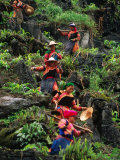 Ethnic Flowery H'mong Farm the Mountains of Northern Vietnam  Coc Ly  Lao Cai  Vietnam