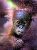 Baby Oragutan Nestled in Arms of Mother  Gunung Leuser National Park  Indonesia