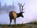 Elk in Yellowstone National Park  Yellowstone National Park  Wyoming