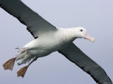 Gibson's Albatross  Kaikoura  New Zealand