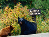 Black Bear with Cub Sitting by Road with Signpost in Background  Yellowstone National Park  Wyoming