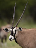 Gemsbok  Etosha National Park  Kunene  Namibia