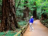 Man on Walkway in Redwood Forest  Muir Woods National Monument  California