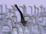 Black Swan Among White Swans  Hokkaido  Japan