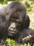 Silverback Mountain Gorilla in Parc National des Volcans  Rwanda