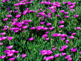 Sea Fig Iceplant Flowers on Coastal Trail  Marin County  California