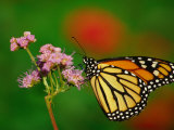 Monarch Butterfly at the Botanical Gardens in Zilker Park  Austin  Texas