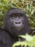 Silverback Mountain Gorilla in Parc National des Volcans  Volcans National Park  Ruhengeri  Rwanda