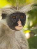 Kirk's Red Colobus Monkey  Jozani Forest  Zanzibar South  Tanzania