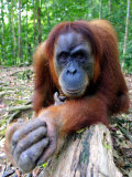 Female Oragutan  Gunung Leuser National Park  Bukit Lawang  North Sumatra  Indonesia
