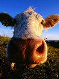 Close-Up of Cow's Nose at Glumslovs Backar  Landskrona  Skane  Sweden