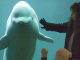 Beluga Whale  Point Defiance Zoo  Tacoma  Washington