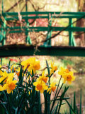 Daffodils with Bridge over Pond in Background  Garden of Claude Monet  Giverny  France