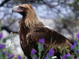 Profile of Wedge-Tailed Eagle  Australia