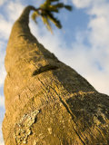 Trunk of Coconut Tree  Maui  Hawaii