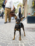Tethered Dog Outside Shop  Naples  Campania  Italy