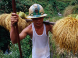Combulo Villager Bringing Home the Palayi  Banaue  Cagayan Valley  Philippines